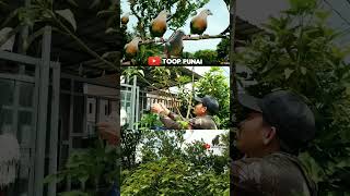 PART 7: MERILIS BURUNG PUNAI DI HALAMAN RUMAH DI POHON MANGGA‼️