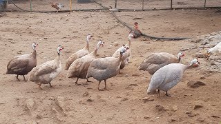 As Angolas já Começaram a Postura, Mostrando os Patinhos do Sítio.