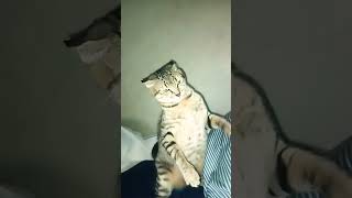 Cats fighting #beats #music #typebeat #cat #catlover #cathumor #cats #shorts #viralvideo