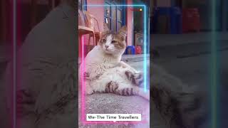 We-The Time Travellers|#cat #pets #youtubeshorts