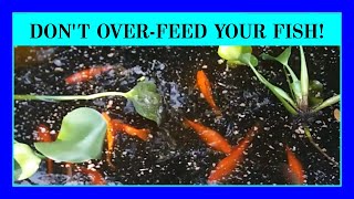 Episode 29: Feeding Basics & Over-Feeding Problems with Fish in Aquariums