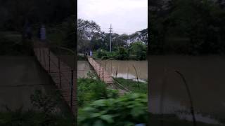 bamboo Bridge over a Canal #shorts #video #nature