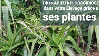 Comment soigner la Coccidiose chez vos volailles grâce aux plantes