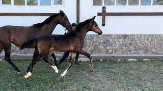 colt Jeronimo by Jovian x For Romance I *2022 Oldenburg