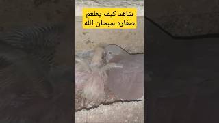 دكر زاجل يطعم صغاره 🕊🕊 pigeon voiyageur