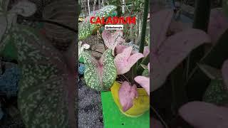 CALADIUM