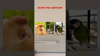 Help us identify the creature making weird sounds while hiding in our cabinet!