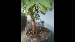 Bahan Bonsai Asam jawa #Shorts