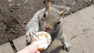 Cheeky Squirrels Help Themselves to Some Biscuits