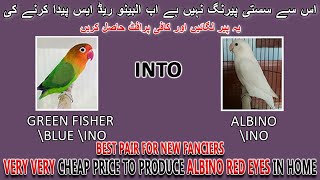 اس سے سستی پیرنگ نہیں ہے البینو ریڈ ایس پیدا کرنے کی | LOW BUDGET PAIR TO PRODUCE ALBINO RED EYES