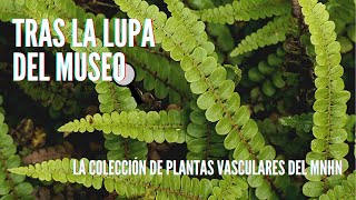 Tras la Lupa del Museo - La colección de plantas vasculares del MNHN 🔍🌿