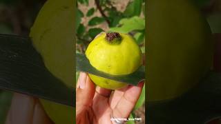 fruit harvesting 🍐🍈🥑🍋‍🟩🥝 #organic #fruit #organicharvest #fruitharvesting @gardening_lover7469