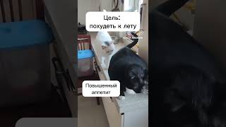 кошка с характером