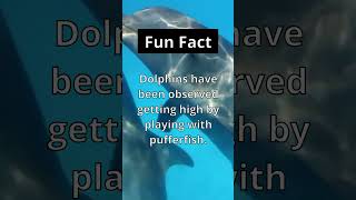 Fun Fact: 🐬💊 Dolphins out here doin what!? #shorts #animals #animal #nature #facts #dolphin