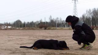 Beauceron Ikra (6 months): obedience foundations