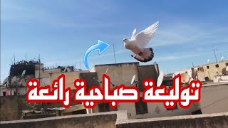 توليعة صباحية رائعة 🕊️🕊️🔥 وشكرا لكم