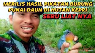 KESERUAN DI BULAN PUASA MERILIS BURUNG PUNAI SIAP MIKAT LNGSUNG DI LEPAS LAGI‼️jaga kelestarian🐦🐦