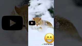 Cute Cat  #shorrts #youtubeshorts #viral