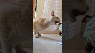 cat food hunting പൂച്ചയും ഒണക്ക മീനും #shortvideo #shorts #short #cat #pet #reel #catlover #cats asm