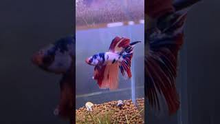 #bettafish #beautiful #aquarium #fishtank #fish #youtubeshorts #viral