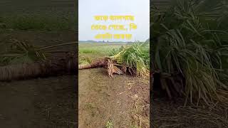 #shortsvideo #reels #শর্ট #short #viral #trending