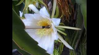 How to Pollinate Dragon Fruit Flowers