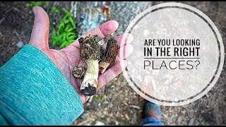 The BEST places to find MOREL MUSHROOMS according to the experts!#mushroomhunting