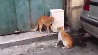 The Best Cat Fights - Brutal and Funny Cat Fights 2015 - Best Cat Videos