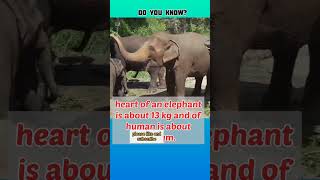 fact 25, heart of elephant