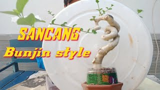 bonsai shito sancang bunjin style