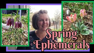 Spring Ephemerals & ways to use them in a Permaculture Food Forest