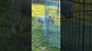 Nita Watching Henny & Penny Early In The Morning 🐾🐓🔥🔥 #AKC #BullTerrier #ChosenSheepKennels