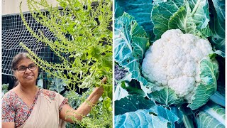 Winter Vegetables Melbourne Backyard garden Melbourne