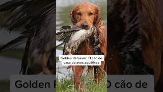 Sabiam disso tudo sobre o GoldenRetriever? #adestramento #curiosidades #caioadestrador #shorts