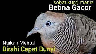 Perkutut lokal betina gacor suara keras bagus buat pikat perkutut