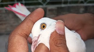 White pigeon baby dost Ke Ghar Se gift Aaya Hai #MAsadBirds #pigeonbaby #gift