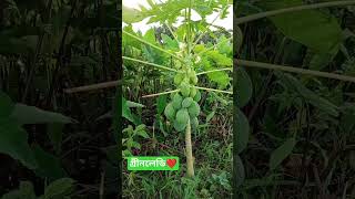 গ্রীনলেডি পেঁপে। খাটো জাতের পেঁপে। উচ্চফলনশীল পেঁপে।  #shorts #shortsfeed #shortsvideo