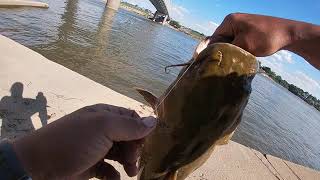 8lbs Flathead Downtown Cincinnati