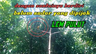 PIJAK LEM PULUT, KUTILANG EMAS INI TETAP SANTAI