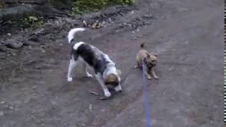 Amy und Barnaby im Wald