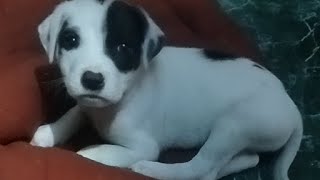 डोगी कि मस्ती  || Dog 🐶#live #viral #youtube#masti#@pdrp806