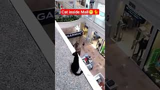 Cat inside Mall