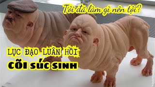 CÕI SÚC SINH