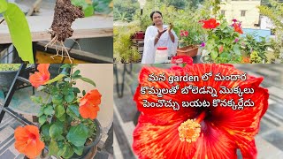 stem cuttings తో మందార మొక్కలు పెంచడం చాలా easy 100% success #repot చేయడానికి ఎలాంటి మట్టిని వాడాలి