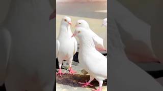 white punjabi kabootar #shorts #viral #pigeon #nafeespigeon