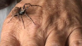 Very Big spider found in my backyard!