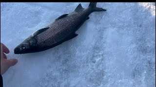 Pulling a whitefish through the ice! #icefishing