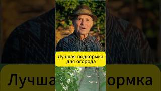 Лучшая подкормка для огурцов, томатов, перцев  #огород #дача #сад #огурцы