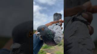 Kabutar ka shokhe karo !! #pigeon #pigeonlover #pigeonslovers #videoshort #youtube