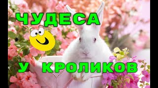 ЧУДЕСА У КРОЛИКОВ